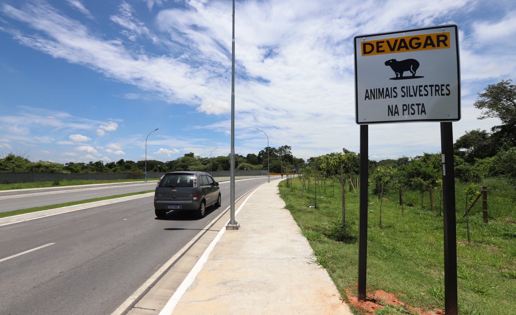 Atenção, capivara na pista! Prefeitura de Jacareí reforça sinalização na Avenida Mário Covas sobre presença do animal e cuidados com a fauna local